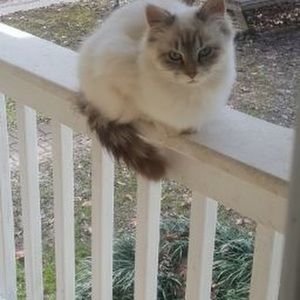 Meet your Posher, Nora